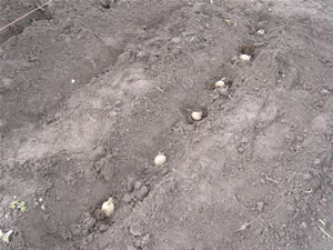 planting-potatoes
